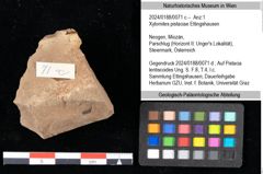 Foto (Objekt + Etikett) von Xylomites pistaciae Ettingshausen (NHMW-GEO-2024-0188-0071c)